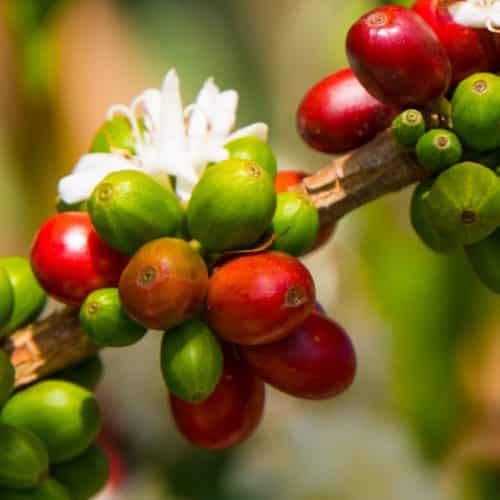 Grains de café du Costa Rica