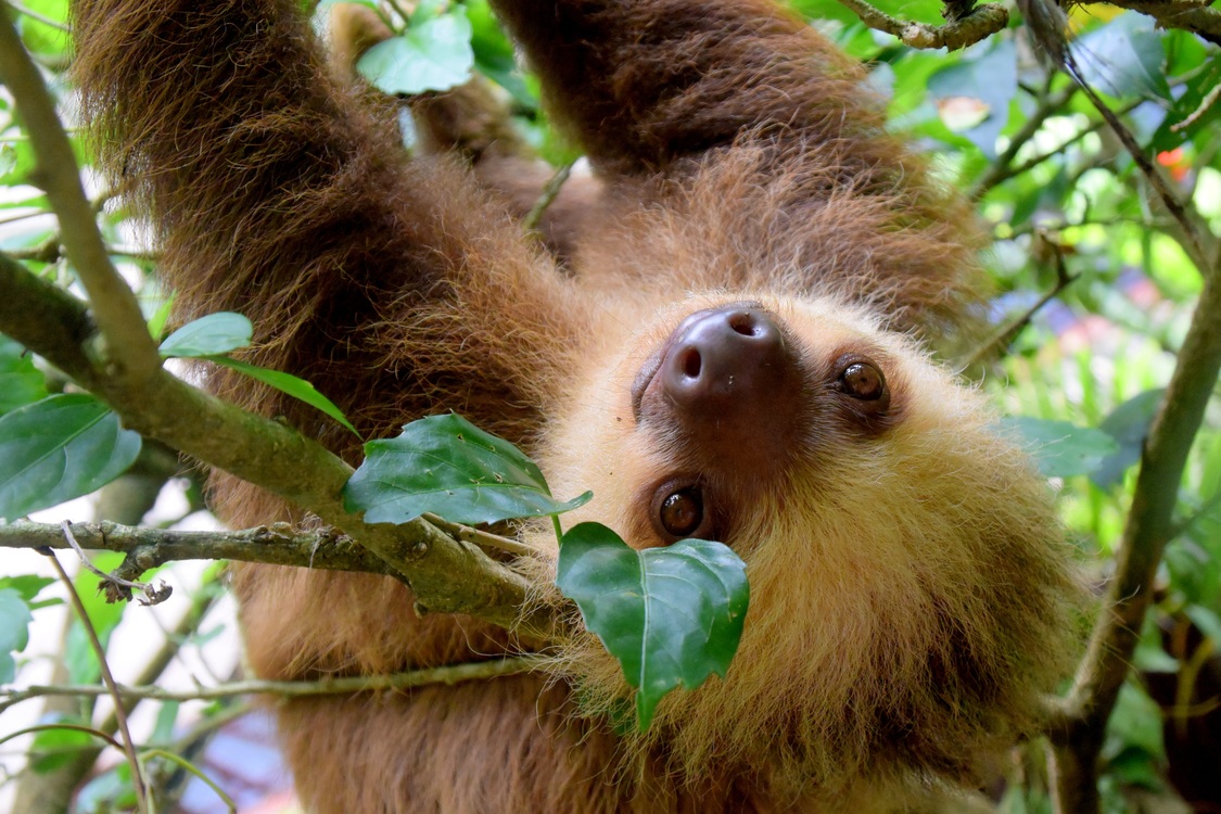 Paresseux du Costa Rica